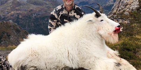 Mountain Goat Hunting Alaska Outdoors International