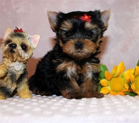 Still, you probably have plenty of. Yorkshire Terrier Puppies For Sale | Minneapolis, MN #150220