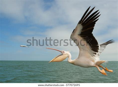 White Pelican Flight Catching Fish Namibia Stock Photo Edit Now 377072695