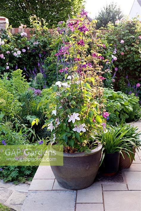 Clematis piilu is also noted for being one of the heaviest blooming clematis. Clematis in containe... stock photo by Juliette Wade ...