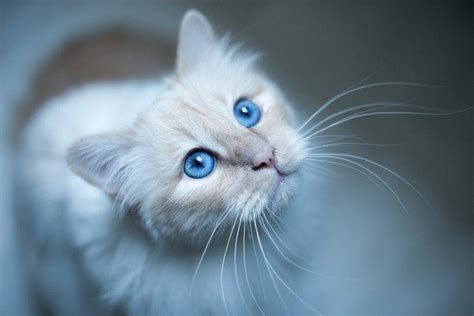 Blue Eyes Cat Wallpapers Hd Desktop And Mobile Backgrounds