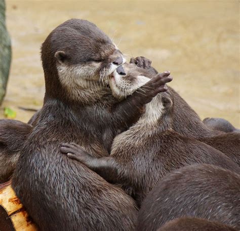15 Beautiful Pictures Of Animals Kissing Bored Daddy