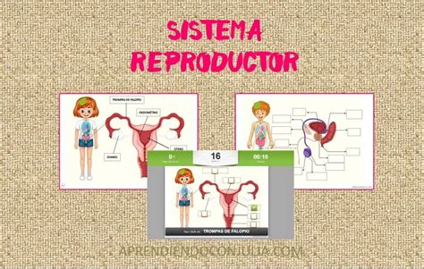 Sistema Reproductor Femenino Y Masculino Aprendiendo Con Julia