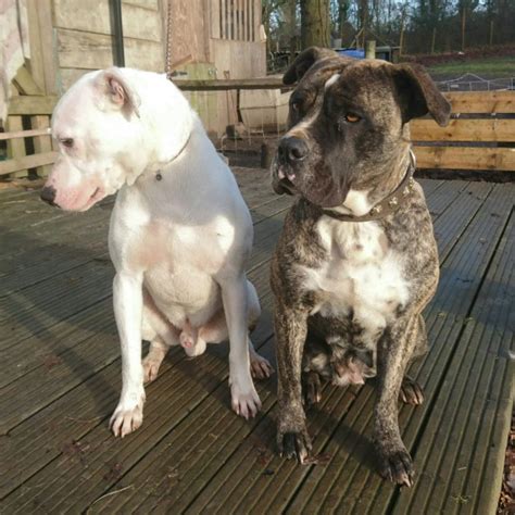 Dogo Argentino Puppies For Sale London Bulldog Lover
