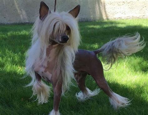 Chinese Crested Dog Info Temperament Puppies Pictures