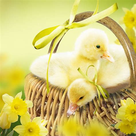 Best Easter Duck Stock Photos Pictures And Royalty Free Images Istock