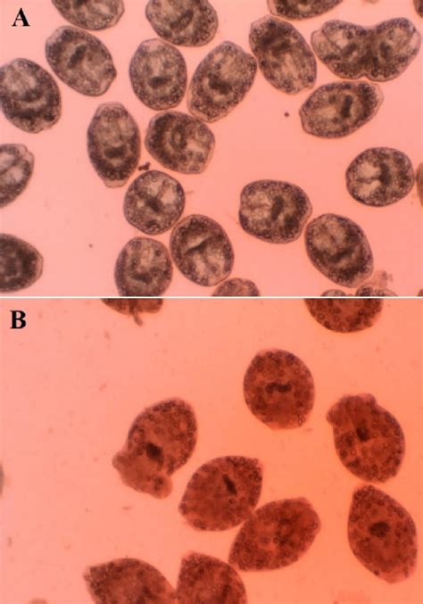 Live A And Dead B Protoscoleces After Exposure With Various Copper