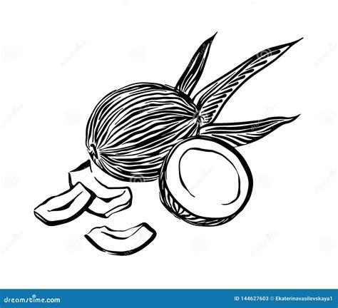 Hand Drawn Coconut Outline Vector Coco Black Ink Drawing Isolated On
