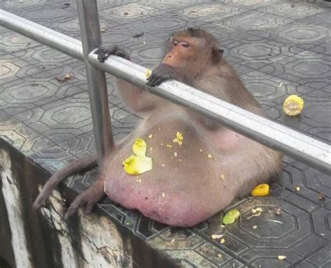 Obese Macaque Called Uncle Fatty Released Into Wild After Weight Loss Metro News