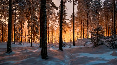 Download Wallpaper Coniferous Forest In Winter 1366x768 The