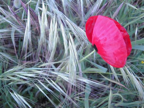 Les fleurs , en forme de petites trompettes, un peu velues, sont très colorées: Images Gratuites : arbre, herbe, pelouse, feuille, fleur ...