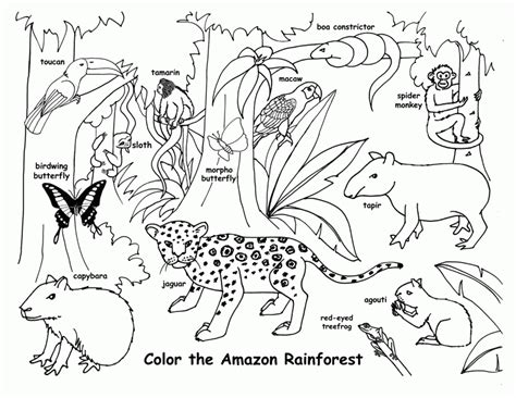 Printables Tropical Rainforest Coloring Pages Color Jungle