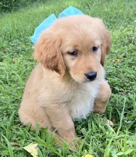Read more about this dog breed on our golden retriever breed information page. Golden Retriever Puppies For Sale Near Me 2020