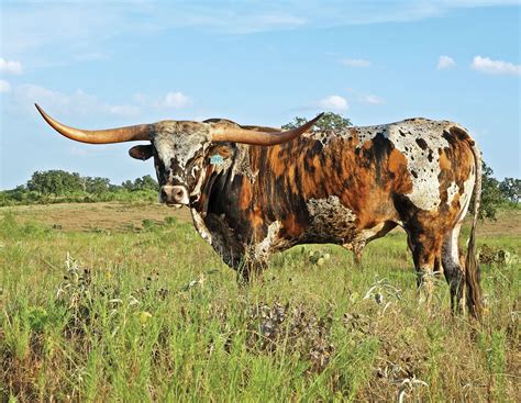 texas longhorn celebrity calendar dickinson cattle