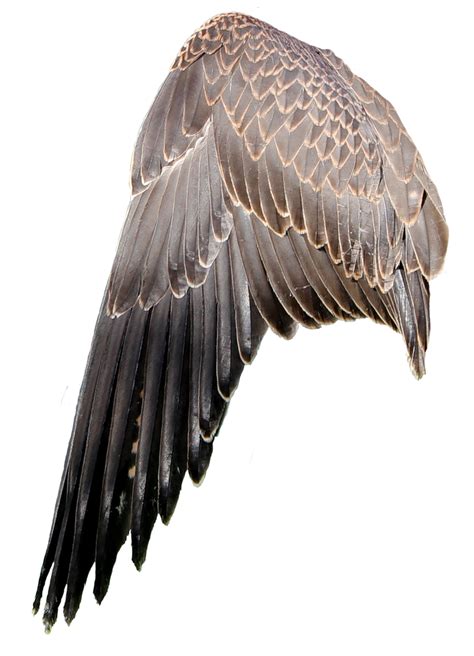 Angel Wings Крылья птицы Крылья Белоголовый орлан