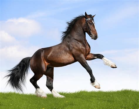 27 Stock Photos Of Horses That Will Restore Your Faith In Horses Huffpost