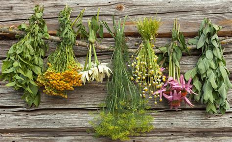 Powerful Medicinal Plants You Must Have At Home