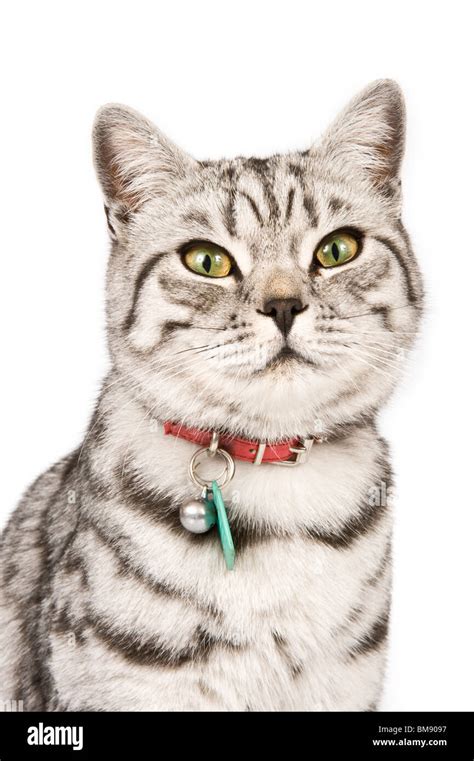 Close Up Portrait Of A Male British Shorthair Silver Tabby Cat Stock