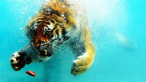 Tiger Catching Fish Video Youtube