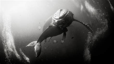The Captivating Black And White Underwater Photography Of