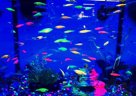 Fish Tank Light Day Or Night Wese Aquarium Fish