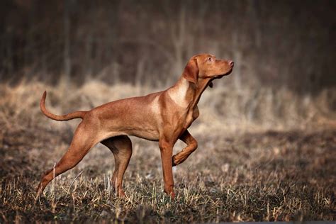 Hunting Dog Profile The Graceful Genial Smooth Coated Hungarian