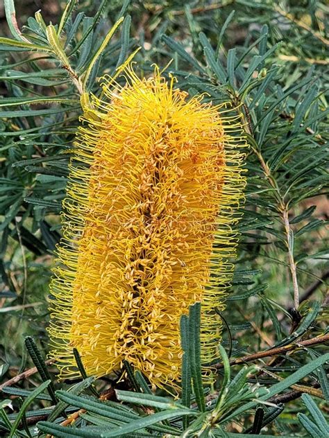 Yellow Coastal Banksia Flowers In Bloom Stock Photo Image Of Branch