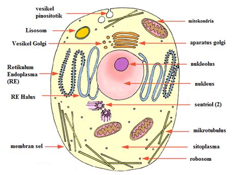Struktur Dan Fungsi Organel Sel