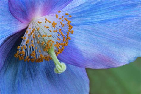 Blue Poppy 1 Photograph By Carol Deguiseppi Fine Art America