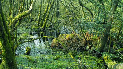 Wet Woodland - British Habitats - Woodland Trust