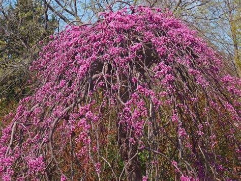 Weeping Redbud Info How To Grow A Lavender Twist Redbud Tree