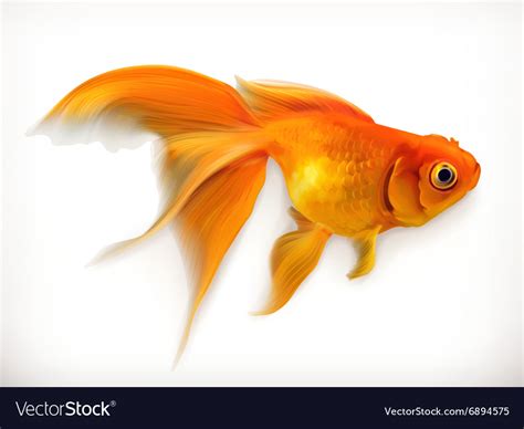 Goldfish Realistic Royalty Free Vector Image Vectorstock