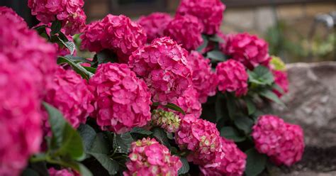 Everything You Need To Know About Endless Summer Hydrangeas Martha