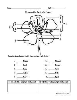 There are both male and female gametes thus the flower undergoes sexual reproduction. Reproductive Parts of a Flower Worksheet by Windham ...