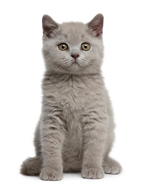 British Shorthair Kitten Photograph By Life On White