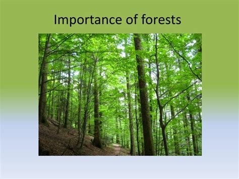 Ppt Importance Of Forests Powerpoint Presentation Free Download Id