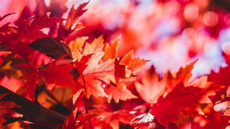 Maple Leaves Wallpaper 4k Red Leaves Selective Focus Autumn Nature