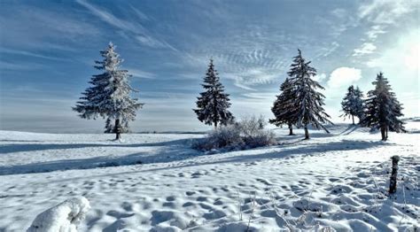 Trees Winter Snow Wallpaper Hd Nature 4k Wallpapers Images Photos