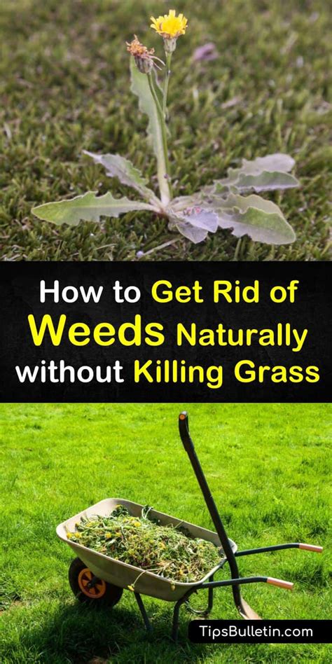 18 Natural Ways To Eliminate Weeds But Keep The Grass 2022