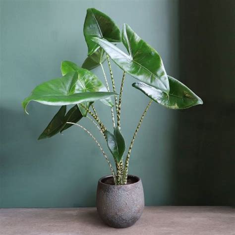 Maybe you would like to learn more about one of these? P. Alocasia Zebrina