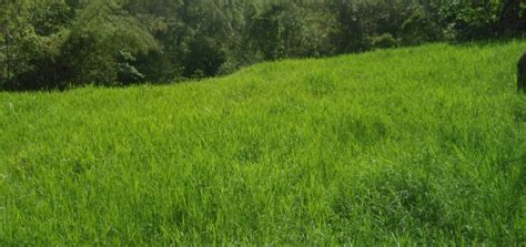 Consejos Para Cultivar Pasto Todo Sobre Agricultura