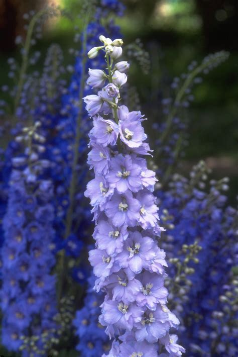 How To Grow Delphiniums Add These Showstoppers To Your Plot Gardeningetc