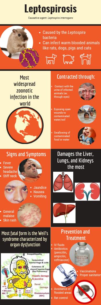 Leptospirosis Symptoms In Humans Julia Campbell