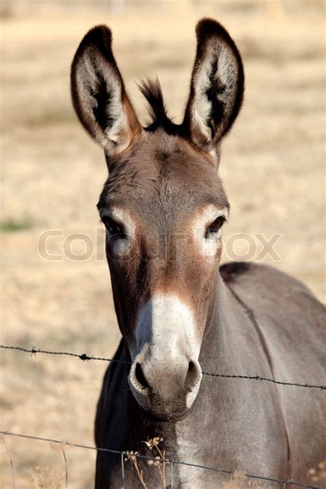 Funny Donkey Looking At Camera Behind A Fence Stock