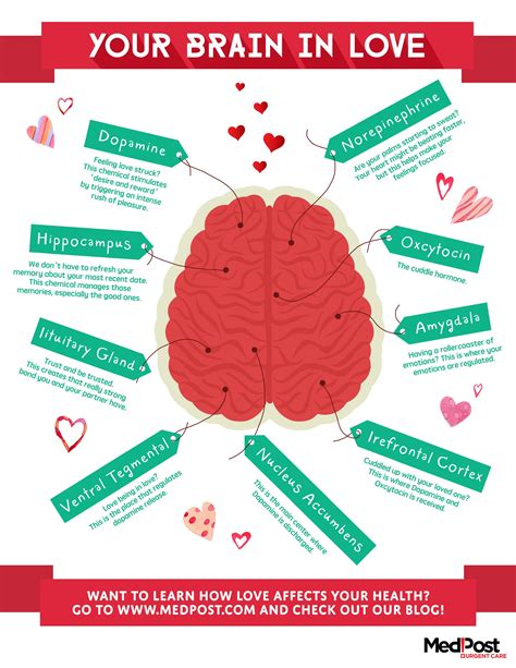 Your Brain In Love Infographic