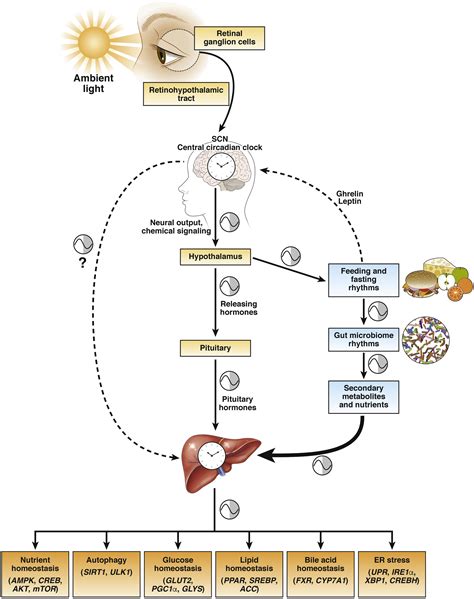 Circadian Rhythms In The Pathogenesis And Treatment Of Fatty Liver