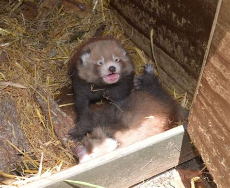 A Pair Of Rare Adorable Nepalese Red Panda Twins Born At The Auckland