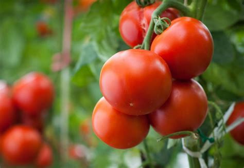 Your Tomatoes Deserve Silicon Plant Tuff