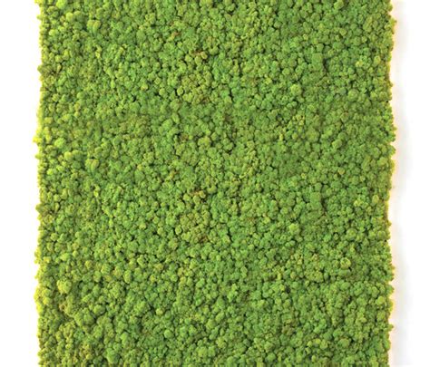Moss Wall Living Green Walls From Verde Profilo