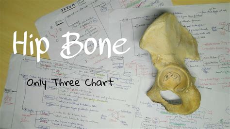 Hip Bone Overall Chart Explanation The Charsi Of Medical